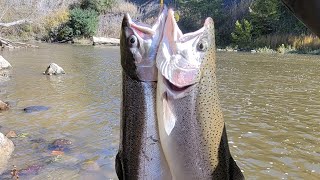 CATCHING STEELHEAD in a LAKE ERIE TRIBUTARY [upl. by Licko]