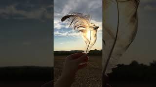 Kranichfeder  Mauserfeder im Feld gefunden  This is a feather from a crane Grus grus [upl. by Stephenie]