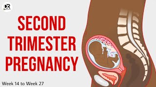 Second Trimester Pregnancy Guide What to Expect amp Tips for a Healthy Journey [upl. by Ajat]