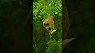 Penduline tit 🐦birds amazingfacts animals smartbird [upl. by Acinoreb]