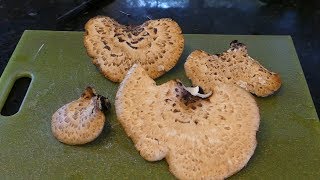 Dryads Saddle Mushroom ID amp Recipe [upl. by Notxam517]