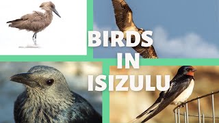 IsiZulu  Names of Birds in Zulu  Motale Matakalatse [upl. by Yumuk]