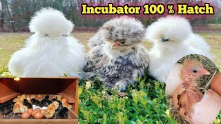 Fency hens eggs 100 Hatching in incubator  Chiks hatch result [upl. by Akinahc82]