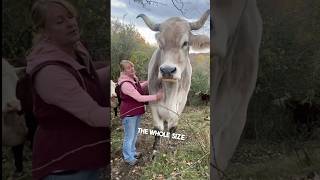 This man owns a giant animal on his farm 😳 [upl. by Reinhardt]