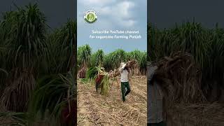 Sugarcane variety copb95 riarsugarcanefarm farming copb95 [upl. by Hedvig]