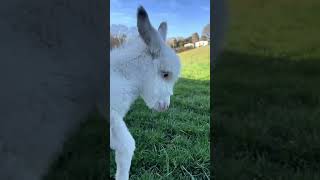 Rescued Baby Donkey Cant BELIEVE How GREEN the Grass Is [upl. by Day953]