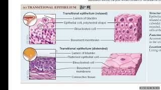 Day 6 BIO 210 700 Lecture FA2024 Tissues Part 2 [upl. by Isac66]