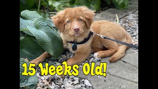 15 Weeks Old Nova Scotia Duck Tolling Retriever CAN CLIMB STAIRS [upl. by Anelaf73]