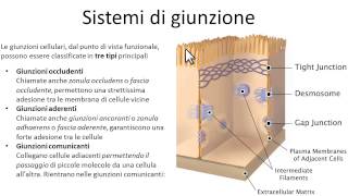 Sistemi di giunzione cellulare Giunzioni cellulari biologia [upl. by Pedrotti]