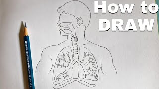 Human Respiratory system how to Draw Human Respiratory system Diagram step by step Drawing [upl. by Hernardo125]