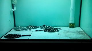 P13  polka dot stingray [upl. by Catie]