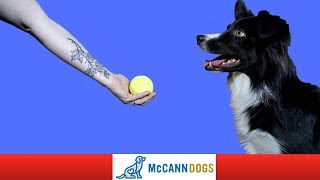 How To Train Your Dog To Drop A Ball DIRECTLY Into Your Hand  Professional Dog Training Tips [upl. by Aniuqahs]