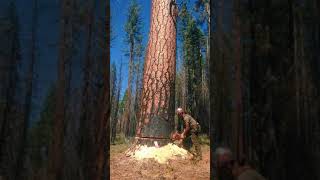 Technique to cut giant tree in less than 5 minutes [upl. by Alice396]