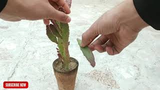 Opuntia monacantha cactus propagation from cutting [upl. by Bevis]