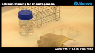 Safranin Staining for Chondrogenesis [upl. by Race]