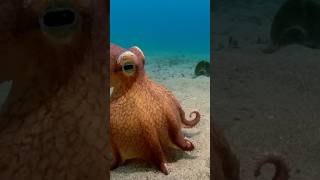 Incredible Octopus [upl. by Coppola]