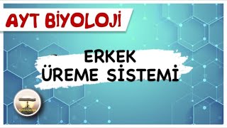 AYT Biyoloji  Erkek Üreme Sistemi sayfa120 [upl. by Aronel]