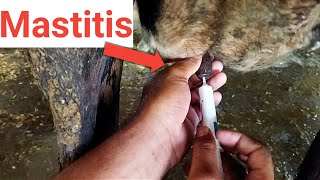 mastitis treatment in cows in hindi। mastitis ka ilaj।mastitis ka ilaj kaise karen। [upl. by Spanjian361]