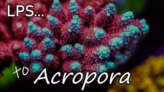 Intro to Acropora Coral Care  The Modern Reefers Predicament  SPS [upl. by Cattima]