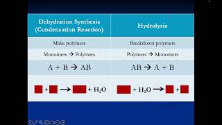 Structure and Function of Biological Macromolecules Lecture Video [upl. by Ydissahc]