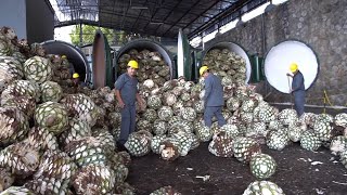 Perfect Agave Harvest How to Made Tequila Mexico in Factory with Modern Processing Line [upl. by Elleinaj]