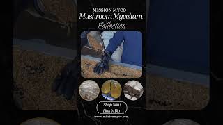 Mission Myco Mushroom Mycelium Collection mushroomlife mushroomgrowing garden mushroomprojects [upl. by Acherman755]