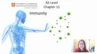 Chap 11 Part 1a  Phagocytes and Lymphocytes  Cambridge ALevel 9700 Biology [upl. by Bellaude]