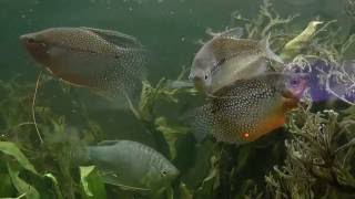 Gourami Perlé Trichopodus leerii [upl. by Slein]