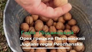 №41 MSE горіх Піщанський Юкал І І Juglans regia Peschanskii [upl. by Frederick]