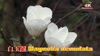 4K 白玉蘭 Magnolia denudata陽明山平菁街4K Ultra HD [upl. by Eeram]