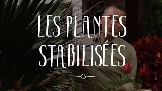 Les plantes stabilisées [upl. by Eciruam150]