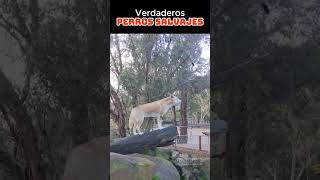 Verdaderos perros salvajes animales sabiasque curiosidades [upl. by Garlinda]