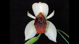 Coelogyne usitana [upl. by Niffirg]