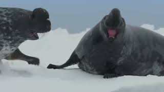 Cystophora cristata  Чубач плямистий  hooded seal [upl. by Vallery444]