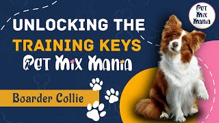 Unleashing Border Collie Brilliance  Keys to Effective Training  Pet Mix Mania [upl. by Jenkel]