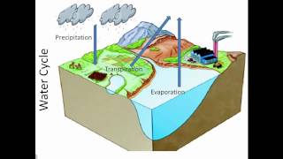 Nutrient Cycles [upl. by Elvie]