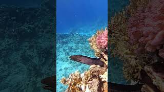 Giant moray eel fish coral reef red sea Egypt morayeel coralreef scubadiving fish [upl. by Aniraz463]