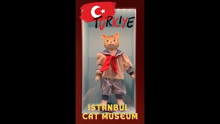 🇹🇷 Turkey Istanbul Cat MuseumKedi Müzesi  Free entrance [upl. by Ylrebmik]