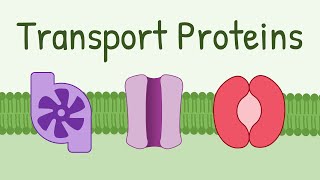 Diffusion  Passive Transport  Transport Across the Cell Membrane  Cell Physiology [upl. by Zulch353]