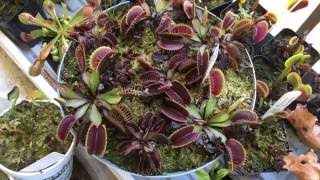 Dionaea Muscipula PINK VENUS UNTRIMMED [upl. by Goober]