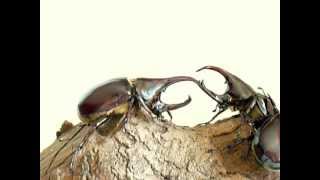 Xylotrupes florensis [upl. by Nysa]