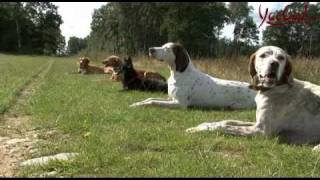 Hundeschule Was man über das Hundetraining wissen sollte [upl. by Rosamund]