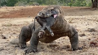 Komodo shows how to eat its prey😱 komodo [upl. by Gintz316]