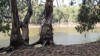 Murray River Free Camp Victoria NyahVinifera Park West of Swan Hill Dogs allowed Fantastic [upl. by Fitalludba239]