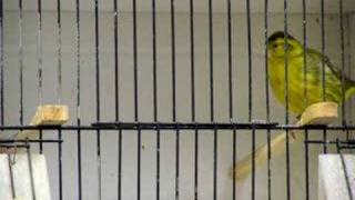 European Siskin Carduelis spinus x Canary LougaroKanaro bred byCLoukeris [upl. by Notsreik970]