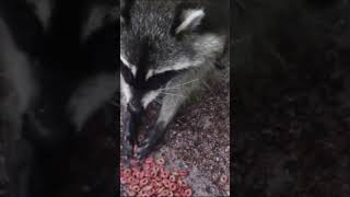 Raccoon sounds  Cute Raccoon [upl. by Erdnassak]