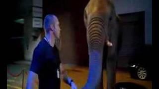 funny tv ad with elephant [upl. by Nevad]