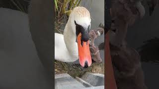 Angry Swan Hisses at Me 🦢💥 Epic Close Encounter shorts [upl. by Latif808]