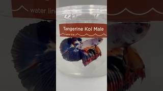 The Siamese Fighters Fish… Tangerine Koi amp Bumble Bee Male Bettas [upl. by Lauralee423]