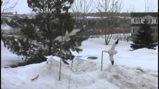 Snow Goose Flyer Decoys [upl. by Eliak]